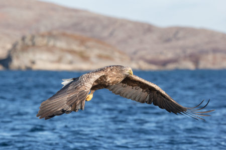 Whitetailed Eagle hunting in the fjords of Norway.