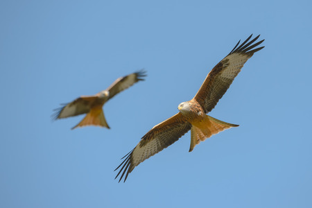 A Red Kite in flight  against a blue sky.の写真素材