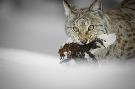 A Eurasian Lynx with a Ptarmigan kill, looking directly at the camera.の写真素材