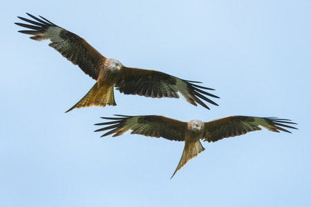 Red Kites flying against a hazy blue sky.の写真素材