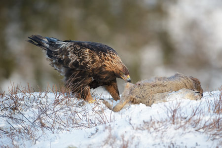 A female Golden Eagle feeding on a dead Roe Deer.