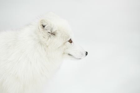 A close up of an Arctic Fox in its winter coat.の写真素材