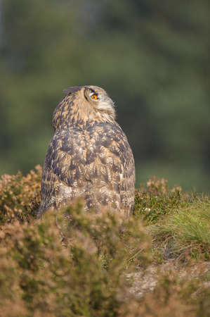 A European Eagle Owl perched on the ground looking for prey to attack.の写真素材