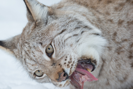 A close up of a Eurasian Lynx eating.の写真素材