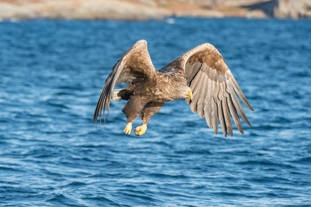 A hunting Norwegian White-tailed Eagle in flight, against a blue sea, with a rocky shoreline in the background.の写真素材