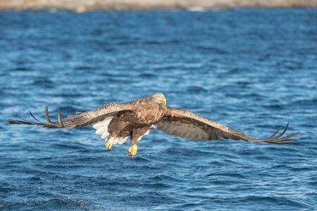 A hunting Norwegian White-tailed Eagle in flight, against a blue sea.の写真素材