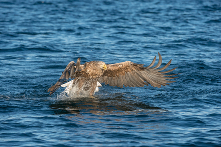 A hunting Norwegian White-tailed Eagle makes a final attack on its intended prey fish.の写真素材