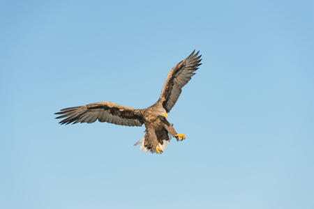 A hunting Norwegian White-tailed Eagle in flight, against a blue sky.の写真素材