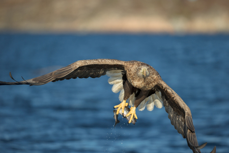 A close up view of a White-tailed Eagle catching its prey.の写真素材