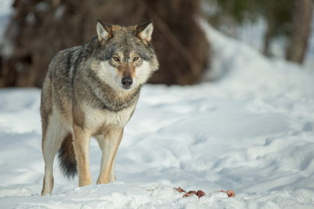 A single Grey Wolf standing over some scraps of food and looking directly at the camera.