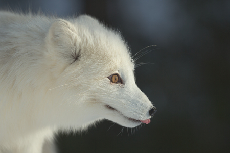 An Arctic Fox in its winter coat of long white fur.の写真素材