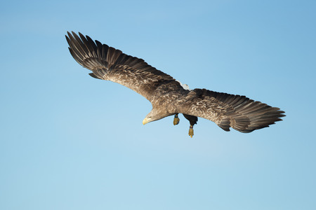 A hunting eagle in a shallow dive showing an excellent view of its huge wings.の写真素材