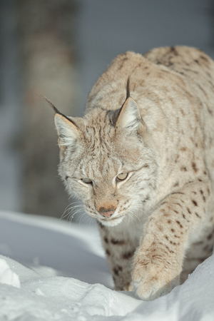 A close up view of a Lynx walking through deep snow.の写真素材