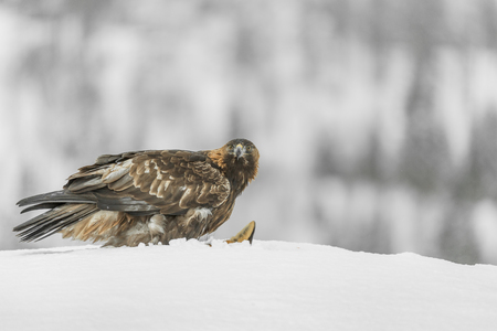 A Golden Eagle in the wilderness of the Norwegian mountain winter.の写真素材