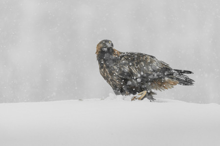 A Golden Eagle in heavy snowfall.の写真素材