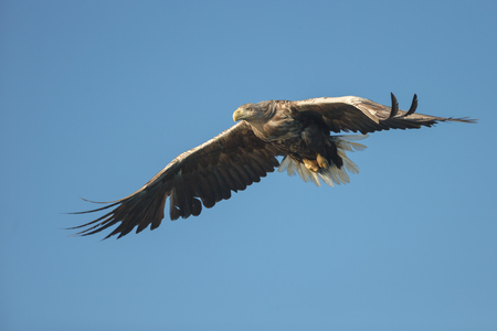 A hunting White tailed Eagle in flight against a blue sky.の写真素材