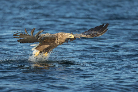 A hunting White tailed Eagle with its talons ready to grasp its prey from the cold waters off the Norwegian coast.の写真素材