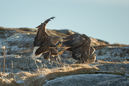 Two eagles fighting over territory and food.  The aggressor on the left is the territory holder, and is attacking an interloper who has caught a fish and is trying to eat it inside the aggressors home area.の写真素材