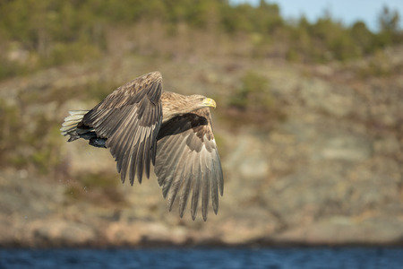 A hunting White tailed Eagle with its prey securely held in its powerful talons.の写真素材