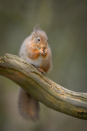 A Red Squirrel sitting on a log, eating a nut.の写真素材