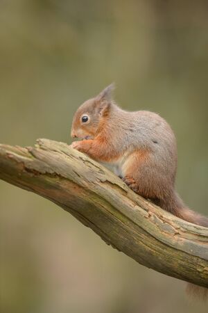 A Red Squirrel sitting on a log in profile, eating a nut.の写真素材