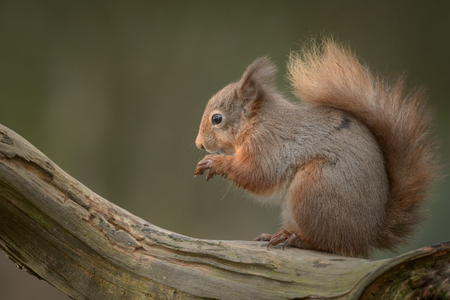 A Red Squirrel sitting on a log in profile, eating a nut.の写真素材