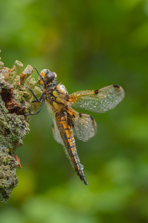 A Four-spotted Chaser dragonfly perched on a twig against a green background. The water droplets are from a short shower of rain.の写真素材