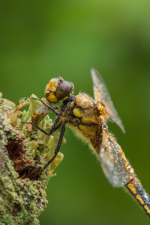 A Four-spotted Chaser dragonfly perched on a twig against a green background. The water droplets are from a short shower of rain.の写真素材