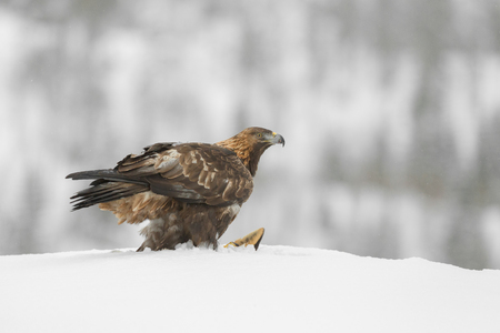 A female Norwegian Golden Eagle scavenging a fox carcass in heavy snow.の写真素材