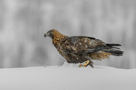 A female Norwegian Golden Eagle scavenging a fox carcass in heavy snow.の写真素材