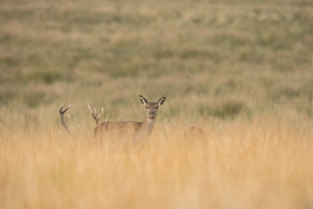 A female Red Deer looking directly at the camera. Another female and their attendant stag are just behind her in the long grass.の写真素材