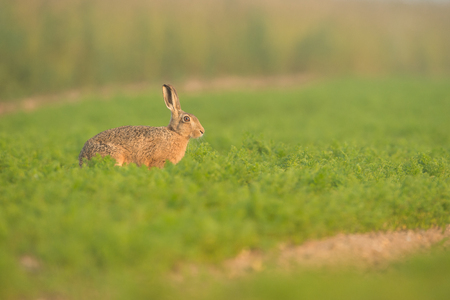 A Brown Hare in early morning mist sitting in a field full of carrots in Norfolk.の写真素材