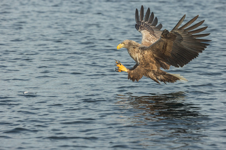A male White-tailed Eagle in flight, gliding in to attack a prey fish from a cold Norwegian fjord in winter.の写真素材