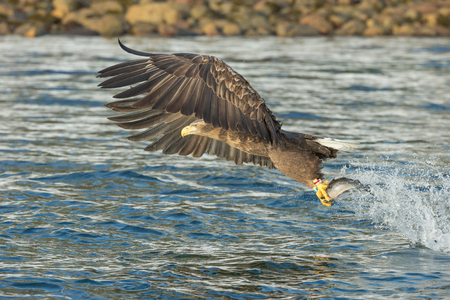 A hunting White-tailed Eagle snatches its prey from the cold water of a Norwegian fjord.の写真素材