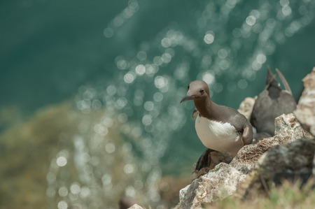 A Guillemot nesting on a cliff ledge on Skomer Island off the coast of Wales. The sun glints off the sea below.の写真素材