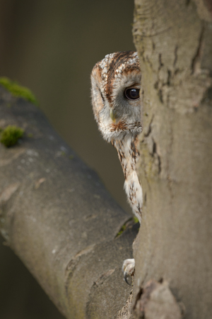 A Tawney Owl roosting on the branch of a beech tree close to the main trunk.  The owl has woken up and it gazes at the the ground beneath its perch.の写真素材