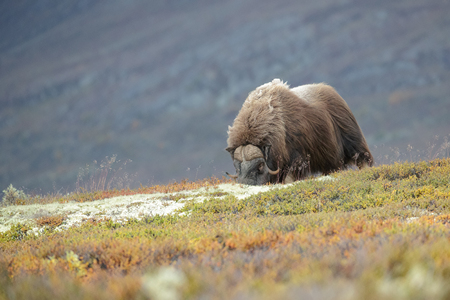 A solitary bull Musk Ox grazing in the Dovrefjell National Park in Norway.の写真素材