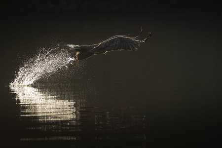 A backlit image of a hunting sea eagle plucking a fish from the dark waters of a Norwegian fjord at...