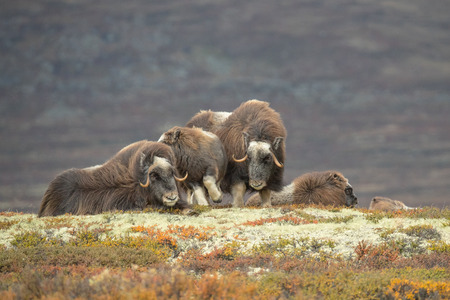 Mature Female Musk Ox, one nudges a baby out of her way, and a couple of sub adults lying down in the background.の写真素材