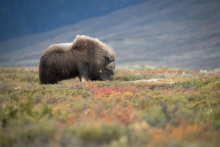 A solitary bull Musk Ox grazing in the Dovrefjell National Park in Norway.の写真素材