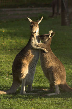 Two kangaroos huggingの写真素材