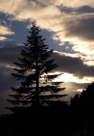 Pine tree at sunsetの写真素材