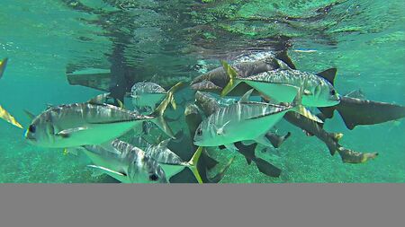 tuna fish swimming near boat with nurse sharks in belize caribbeanの写真素材