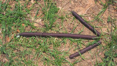bush craft bushcraft stick arrow pointing right on grass and brown wooden sticks survival military sign signalの写真素材