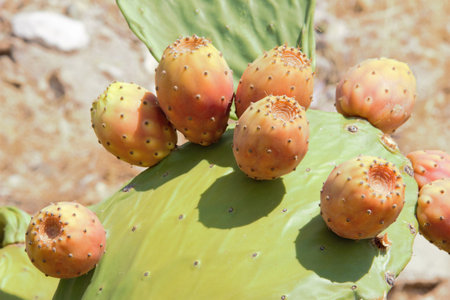 prickly pear fruit