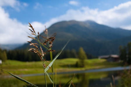 Blade of grass in front of mountain landscapeの写真素材