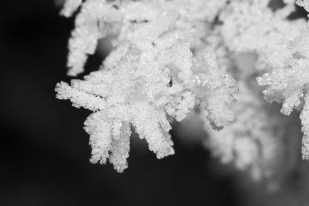 Branch with snow crystals