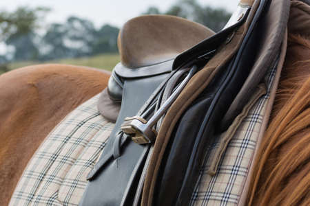 Close-up of horse saddled up and ready to rideの写真素材