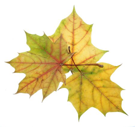 Three autumn maple leaves red, green, yellow, brown and dry leaves on a white backgroundの写真素材