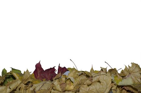 Autumn leaves red, green, yellow, brown and dry leaves on a white backgroundの写真素材